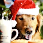 A Dog's Christmas Story