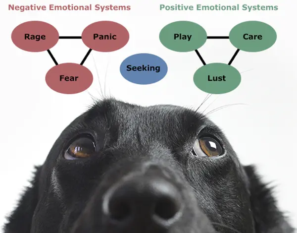 Canine Emotional Systems