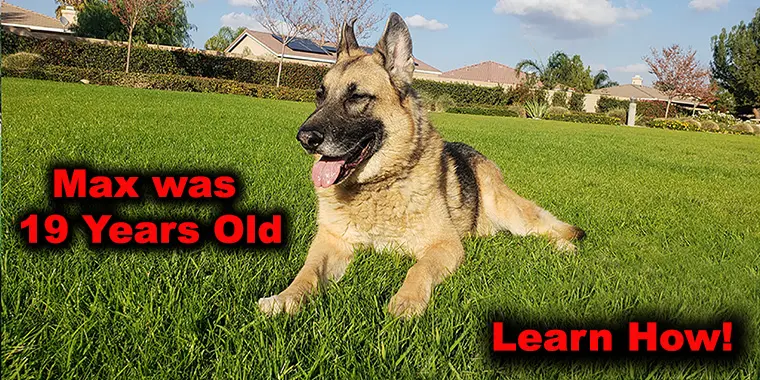Caring For A German Shepherd