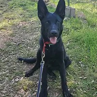 Testimonial by Cathy N. for Kip