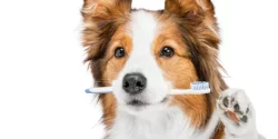 Dental Health for Dogs