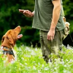 Dog Behaviorist or Trainer