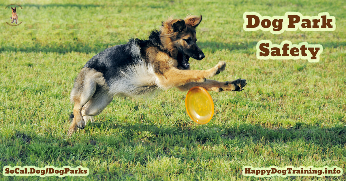 Are Dog Parks Safe? Tips for a Good Time Happy Dog Training