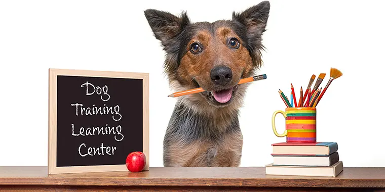 Dog Training Learning Center