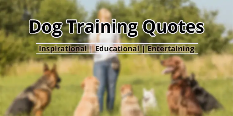 Dog Training Quotes