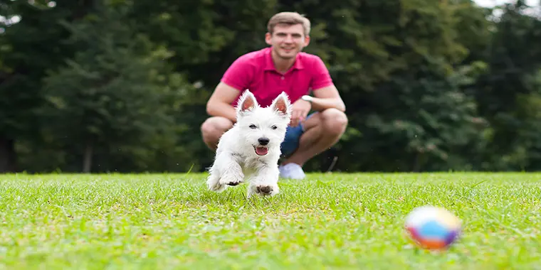 Play-based dog training for San Diego. Reliable Obedience, Resolve Aggression. Build Confidence