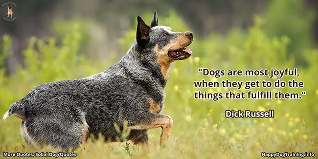 Dogs are most joyful, when they get to do the things that fulfill them - Dick Russell