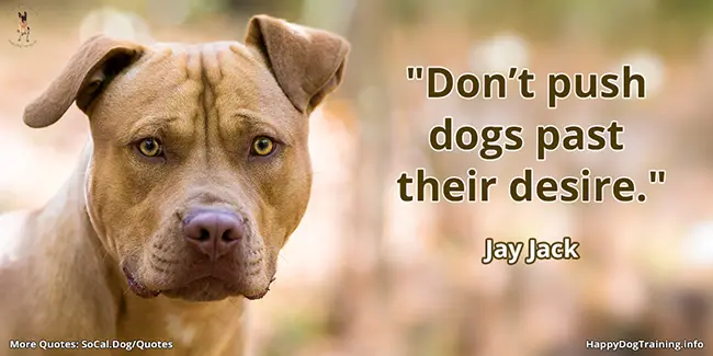 Don’t push dogs past their desire - Jay Jack