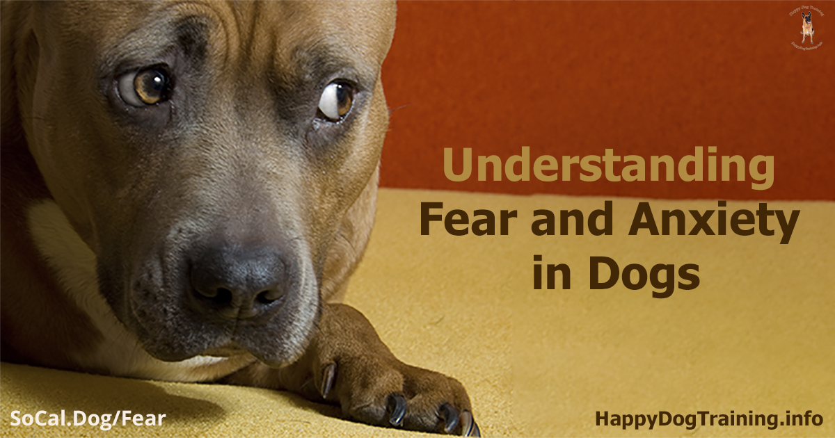 Fear and Anxiety in Dogs and What To Do | Happy Dog Training