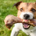 Food Aggression in Dogs