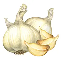 Is Garlic Poisonous to Dogs?