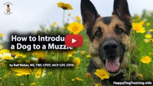 How to Introduce Your Dog to a Muzzle