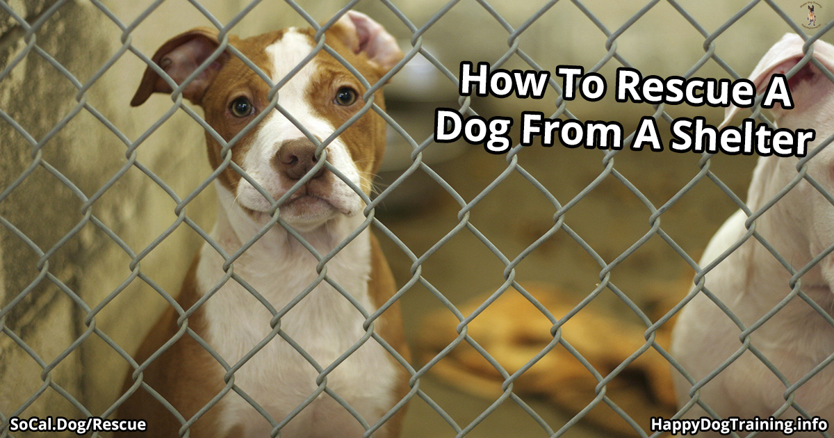How To Rescue How to Rescue a Dog from a Shelter | Happy Dog Training