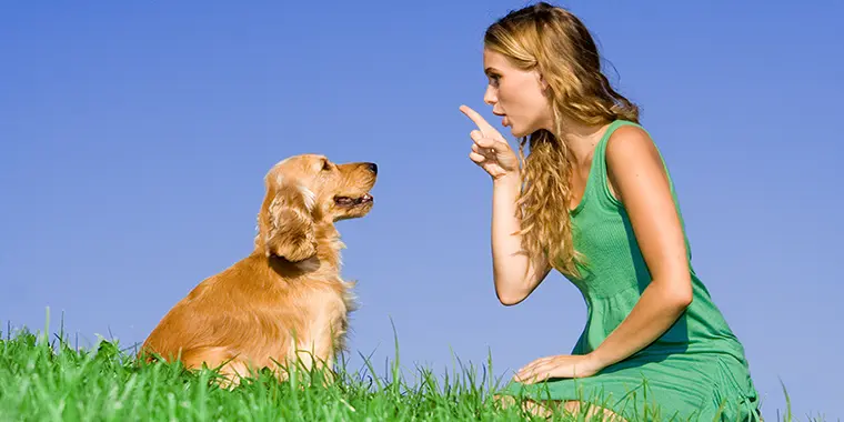 board and train dog training