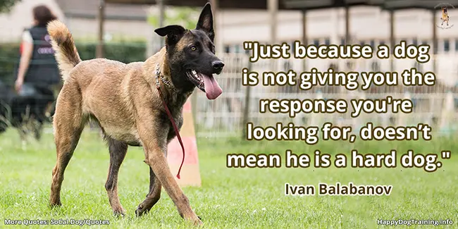 Just because a dog is not giving you the response you're looking for, doesn't mean he is a hard dog. - Ivan Balabanov