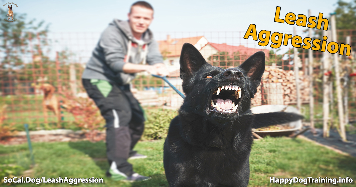 Leash aggression shop towards humans