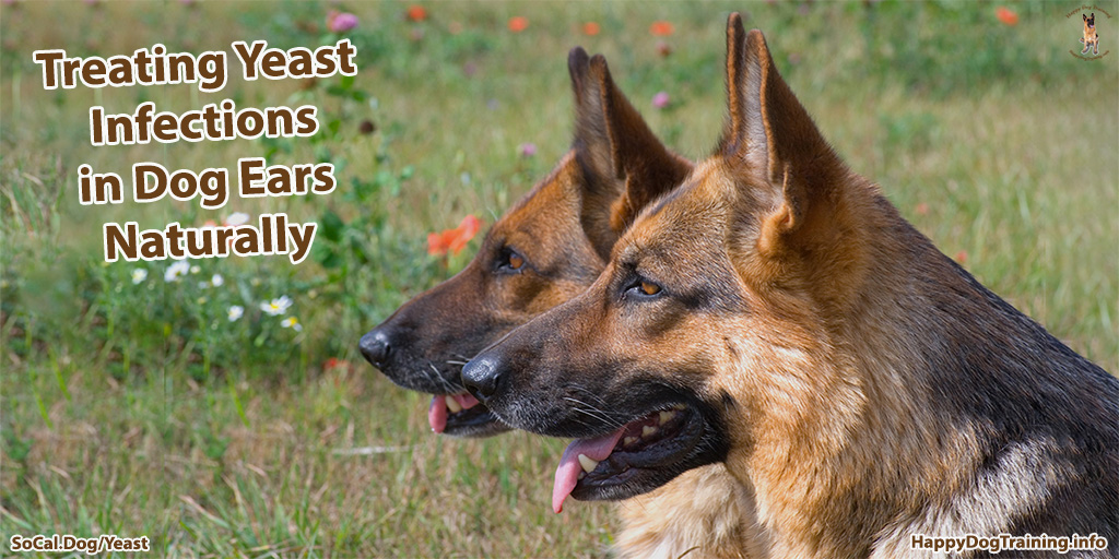 are dog yeast ear infections contagious