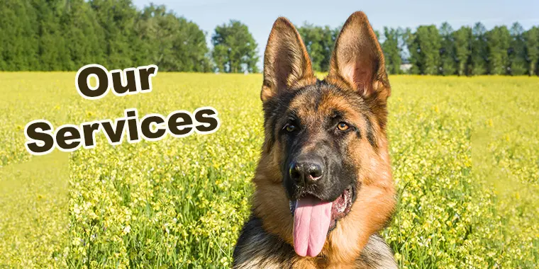 Our Dog Training Services
