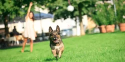 Play-Based Dog Training