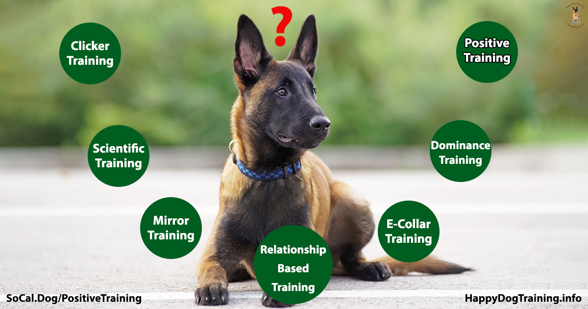 Onbemand vreemd vertaler Positive Dog Training - What Does Science Say?