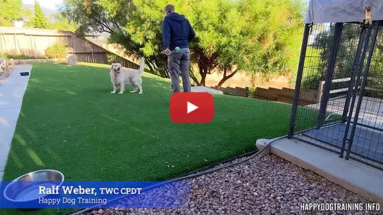 Dog Training Demo Video