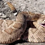 Rattlesnake Training vs Vaccine