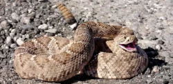 Rattlesnake Training vs Vaccine