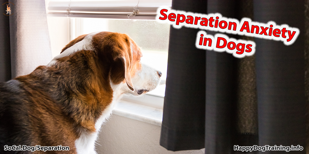 Separation Anxiety in Dogs Tips & Tricks