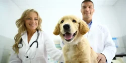 Taking Your Dog to the Vet