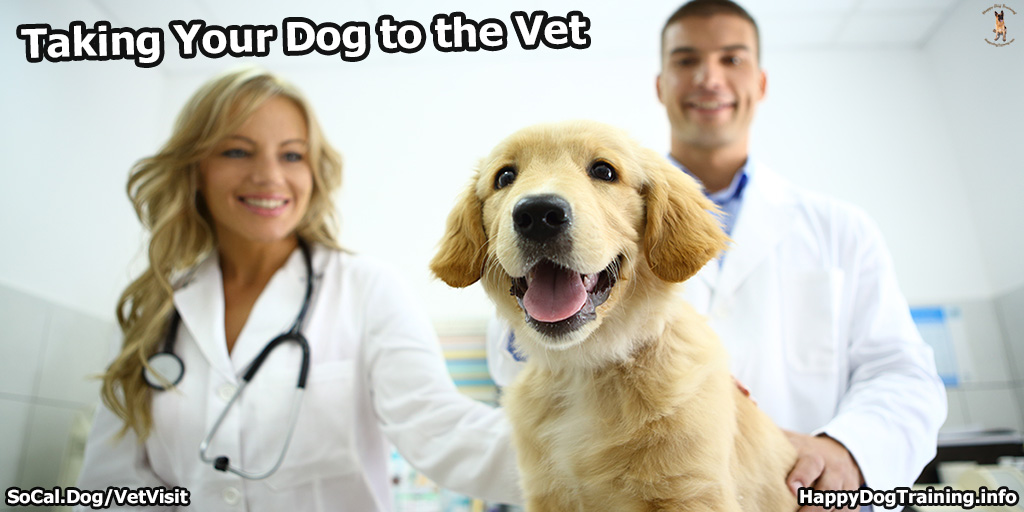 How to Use a Dog Thermometer (Vet-Approved Content)