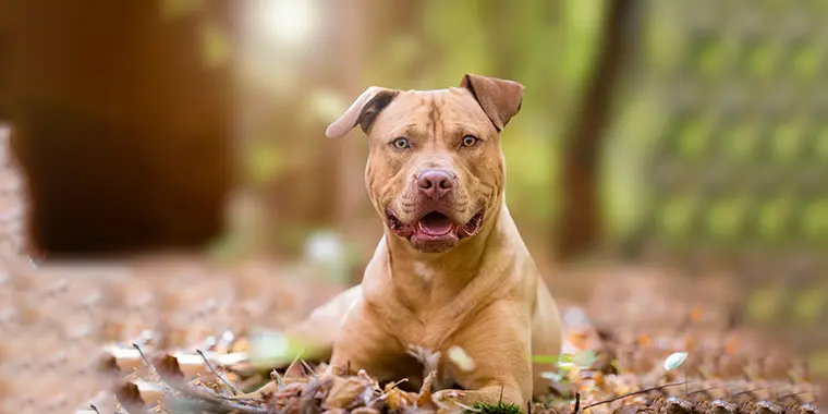The Truth About Pit Bulls by Chad Mackin