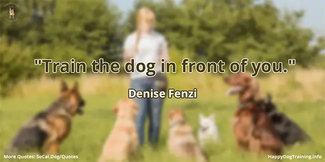 Train the dog in front of you - Denise Fenzi