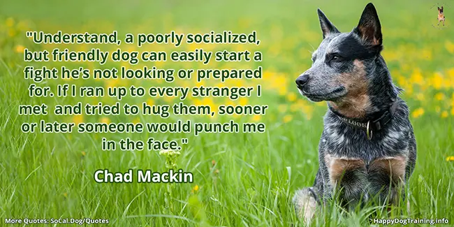 Understand, a poorly socialized but friendly dog can easily start a fight he’s not looking or prepared for. If I ran up to every stranger I met and tried to hug them, sooner or later, someone would punch me in the face. - Chad Mackin
