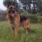 What is the Best Food for a German Shepherd?