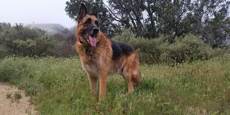 The Best Food for a German Shepherd Happy Dog Training