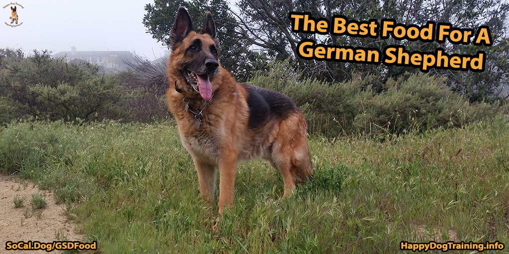 History Of The German Shepherd Dog Dog Friendly Scene | eduaspirant.com
