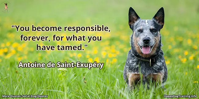 You become responsible, forever, for what you have tamed - Antoine de Saint-Exupery