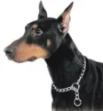 Dog Collars: Choke Collar