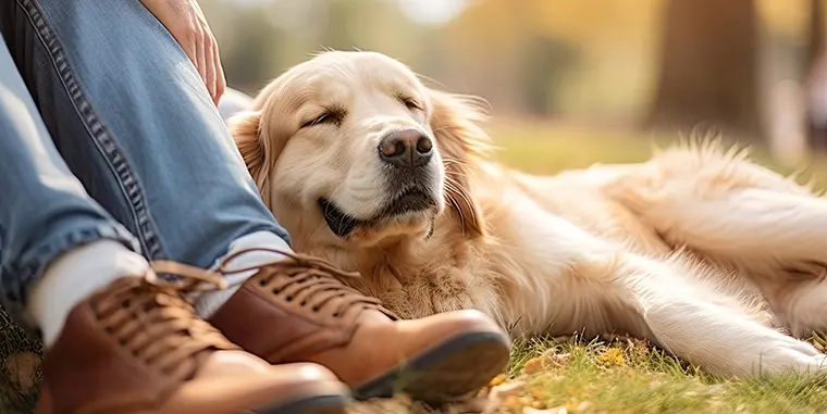 A close-up image of a relaxed dog with soft eyes and a loose body posture, comfortably lying on lush green grass, conveying a sense of calm and contentment. This scene reflects positive dog behavior, which is often a goal of professional dog training programs for San Diego.