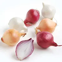 Are Onions Poisonous to Dogs?