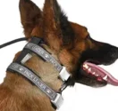 Dog Collars: Pack Leader Collar